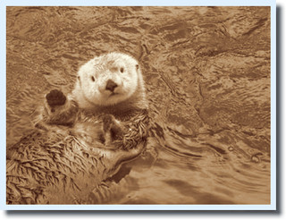 seaotter